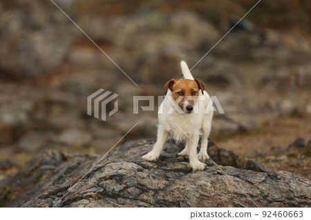 Portrait of Jack Russell Terrier on the rock in forest in autumn day 92460663