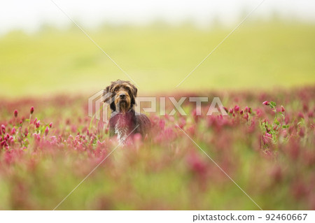 Bohemian wirehaired pointing griffon is a Czech breed of versatile hunting dog that is used to hunt, point, and retrieve. Dog looking for catch in crimson clover field 92460667