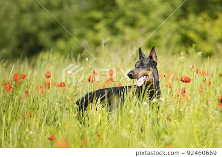 Portrait of dobermann dog sit in flowering meadow in summer morning 92460669