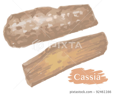 Watercolor style, Cassia cinnamon (hall). Vector illustration material Watercolor style, Cassia cinnamon (hall). Vector illustration material 92461166