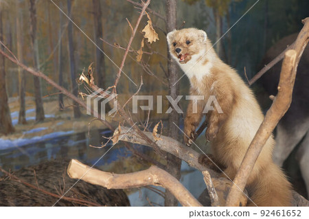 Mountain Weasel Taxidermy Close Up on Grey Wall in Interior. Mountain Weasel Taxidermy Close Up on Grey Wall in Interior. 92461652
