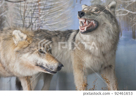 A stuffed wolfs. Wolf heads. Museum exhibit stuffed wild predators. Hunting trophy. A stuffed wolfs. Wolf heads. Museum exhibit stuffed wild predators. Hunting trophy. 92461653
