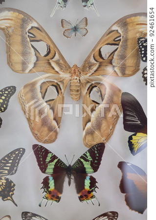 Different species color butterflies and moth. Papilionidae. Papilio ulysses. Nymphalidae. Collection butterflies. Entomology collection. Insects. Different species color butterflies and moth. Papilionidae. Papilio ulysses. Nymphalidae. Collection butterflies. Entomology collection. Insects. 92461654