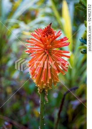 beautiful spring flower 92462532