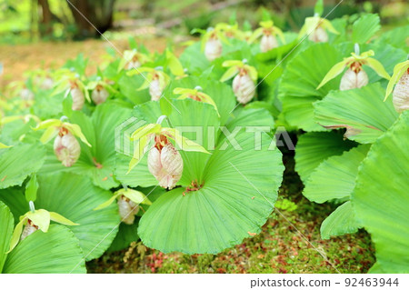 Bear flowers Bear flowers 92463944