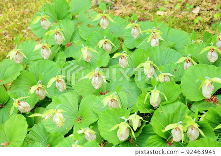 Bear flowers Bear flowers 92463945