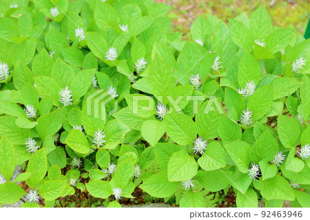 Millet Hitoshizuka's Flower Millet Hitoshizuka's Flower 92463946