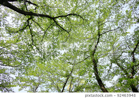 Cherry blossom 92463948