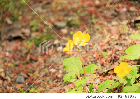 Yamabukiso花 Yamabukiso花 92463953