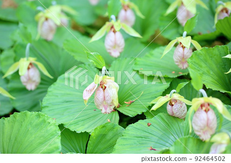 熊花 熊花 92464502