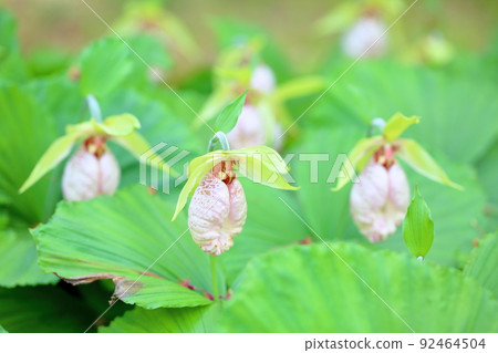 Bear flowers Bear flowers 92464504