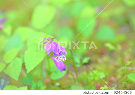 Lashawmonkazura花 92464506