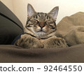 A cat that slept while looking at a human face 92464550