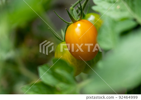 Ripe yellow cherry tomatoes 92464999