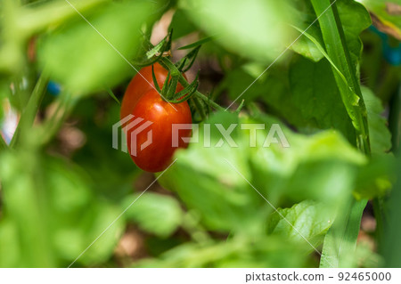 Bright red cherry tomatoes surrounded by green leaves 92465000