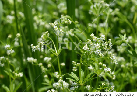 The white flowers of Galium tokyoense, which is an endangered species and grows like grass from early summer to midsummer, stand out well. The white flowers of Galium tokyoense, which is an endangered species and grows like grass from early summer to midsummer, stand out well. 92465150