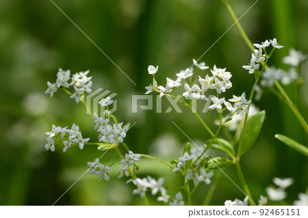 The white flowers of Galium tokyoense, which is an endangered species and grows like grass from early summer to midsummer, stand out well. 92465151