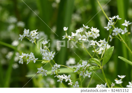 Galium tokyoense 是一種瀕臨滅絕的物種，從初夏到仲夏都像草一樣生長，其白色花朵非常引人注目。 92465152