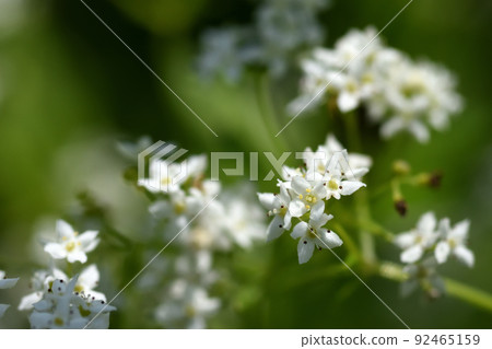 The white flowers of Galium tokyoense, which is an endangered species and grows like grass from early summer to midsummer, stand out well. 92465159