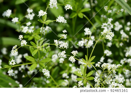 Galium tokyoense 是一種瀕臨滅絕的物種，從初夏到仲夏都像草一樣生長，其白色花朵非常引人注目。 92465161