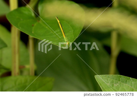 Key dragonfly perched on a heart-shaped leaf Key dragonfly perched on a heart-shaped leaf 92465778