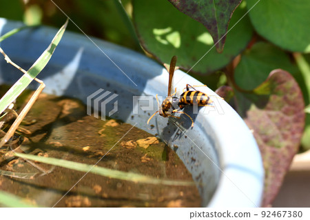 A hornet that comes to drink water every 15 minutes to cool the nest on a hot day 92467380