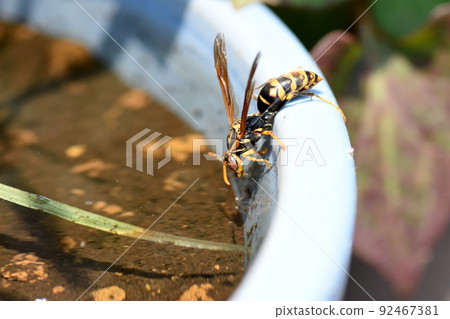 大黃蜂每隔 15 分鐘就會來喝水，在炎熱的天氣裡給巢穴降溫 92467381