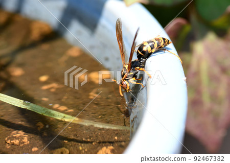 大黃蜂每隔 15 分鐘就會來喝水，在炎熱的天氣裡給巢穴降溫 92467382