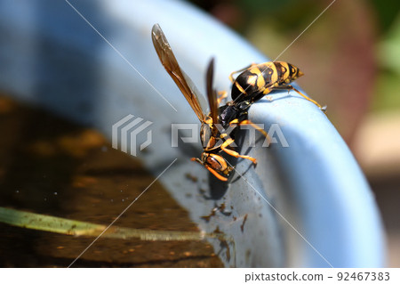 大黃蜂每隔 15 分鐘就會來喝水，在炎熱的天氣裡給巢穴降溫 92467383