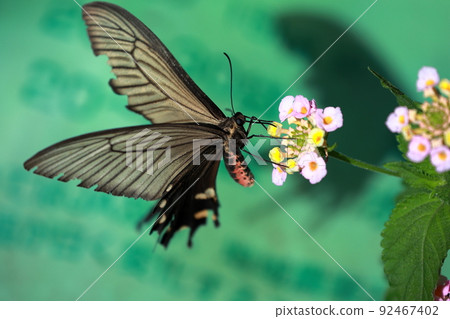 蝴蝶休息的羽毛 蝴蝶休息的羽毛 92467402