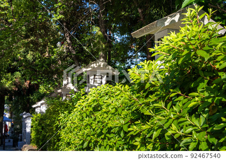 通往鬱鬱蔥蔥的神社的入口處排列著白色的石燈籠 92467540