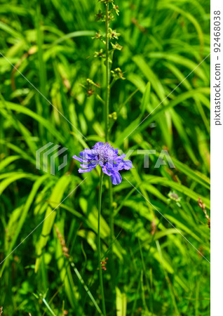 Takane Matsumushisou flower at the foot of Mt. Hakusan Takane Matsumushisou flower at the foot of Mt. Hakusan 92468038