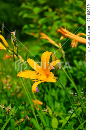 Nikko Kisuge flower alpine plant Nikko Kisuge flower alpine plant 92468039