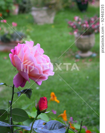 Spring in Northeast England Part 43 92468193