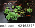漂浮在水面上的水生植物 92468257