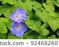 牽牛花在樹葉中綻放 92468260