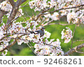 春天的櫻花和野鳥 92468261