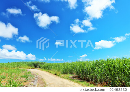 沖繩宮古島夏日藍天與甘蔗田 92468280