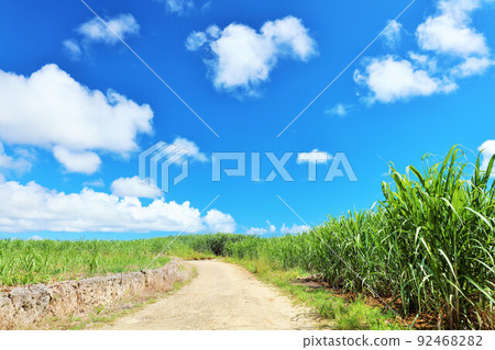 沖繩宮古島夏日藍天與甘蔗田 92468282