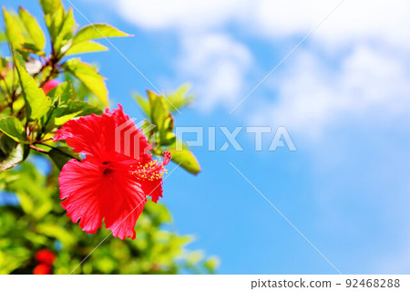 Okinawa Miyakojima Summer blue sky and hibiscus Okinawa Miyakojima Summer blue sky and hibiscus 92468288