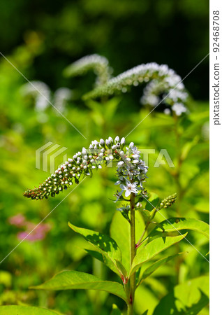 Lysimachia clethroid 高山植物 Lysimachia clethroid 高山植物 92468708