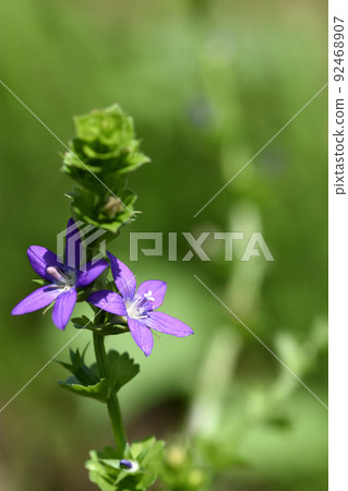 Purple flowers of Clasping venus that bloom open flowers at the top after closed flowers 92468907