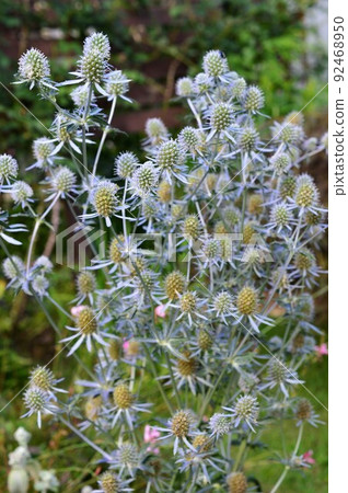 金屬光澤藍色 eryngo (Erindium) 金屬光澤藍色 eryngo (Erindium) 92468950