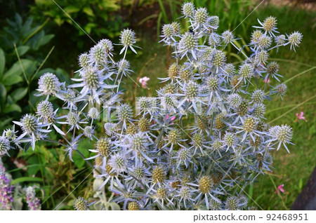 Metallic luster Blue eryngo (Erindium) Metallic luster Blue eryngo (Erindium) 92468951
