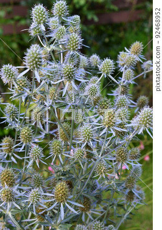 金屬光澤藍色 eryngo (Erindium) 金屬光澤藍色 eryngo (Erindium) 92468952