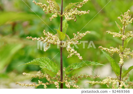 Nettle 92469366