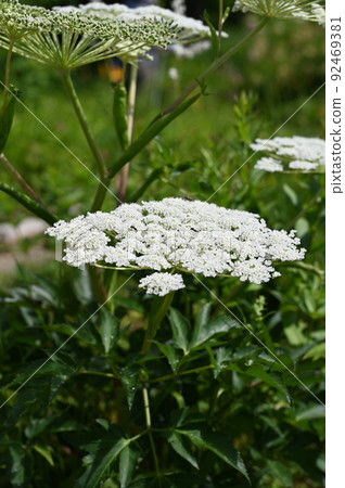 白山腳下的美山仙宮花 92469381