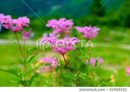 白山山腳下的金線蓮 白山山腳下的金線蓮 92469382