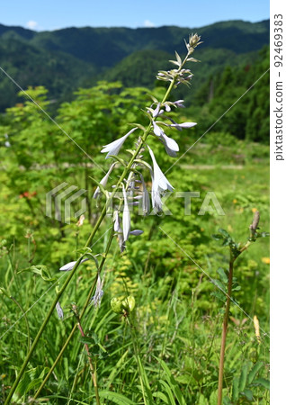 玉簪高山植物 92469383