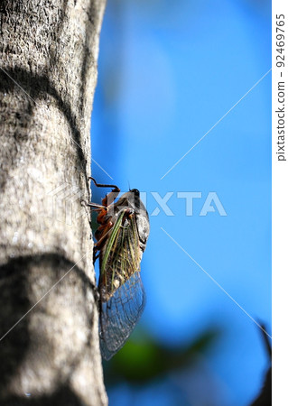 Bear cicada 92469765